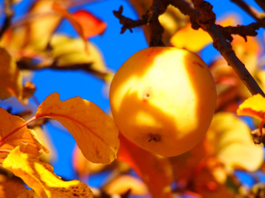 Golden apples of the sun