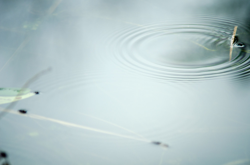 The Zen Diary by David Gabriel Fischer, https://www.flickr.com/photos/photosdavidgabrielfischer/16427055675/