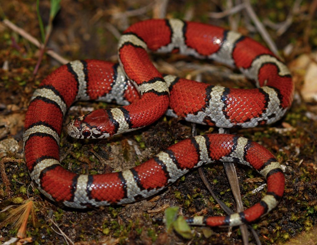 Eastern milksnake