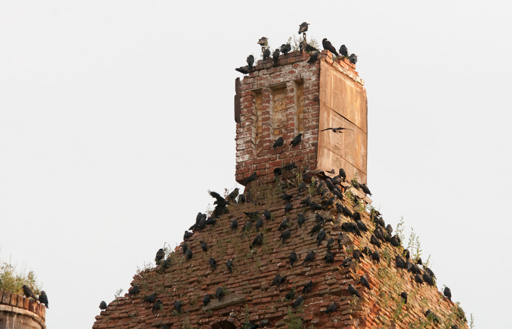 Csókák a háztetőn