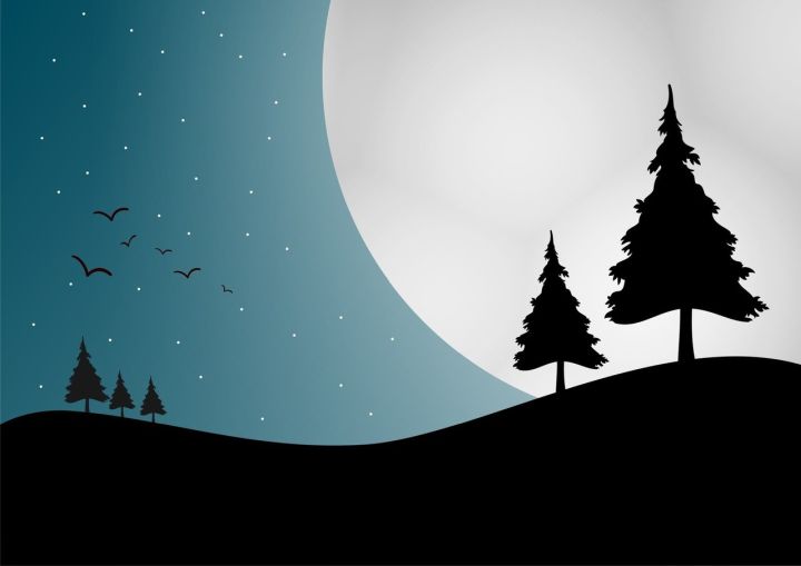 christmastrees-at-night-1348883-1279x904