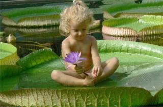 Gyermek a lótuszban