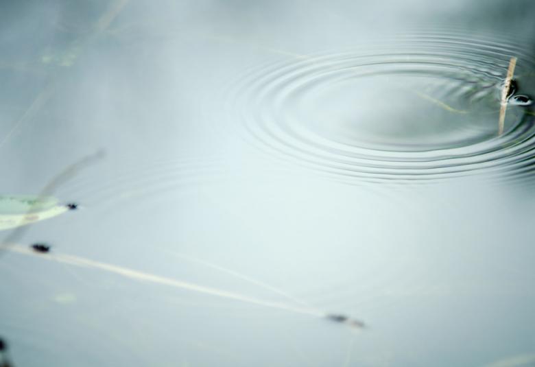 The Zen Diary by David Gabriel Fischer, https://www.flickr.com/photos/photosdavidgabrielfischer/16427055675/