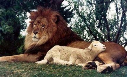 Oroszlán és bárány