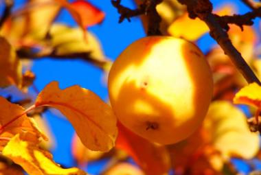 Golden apples of the sun