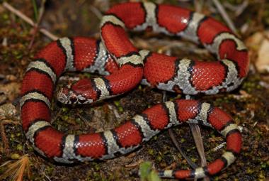 Eastern milksnake
