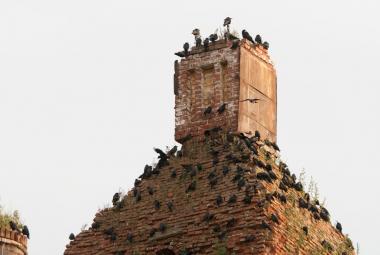 Csókák a háztetőn