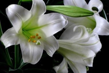 Fehér liliom
